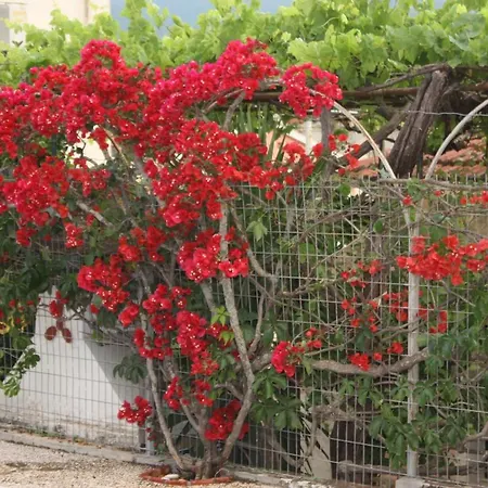 Melissani * سامي